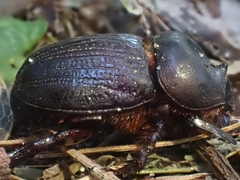 Cheiroplatys latipes