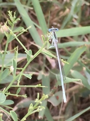 Platycnemis dealbata