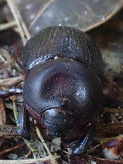 Cheiroplatys latipes