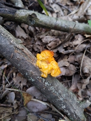 Tremella
