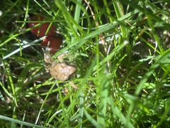 Rana temporaria