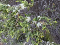 Melaleuca acuminata