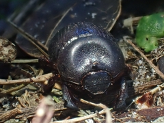 Cheiroplatys latipes