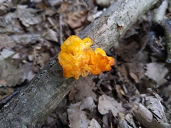 Tremella