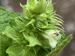 Lepechinia caulescens