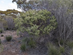 Melaleuca acuminata