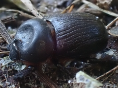 Cheiroplatys latipes