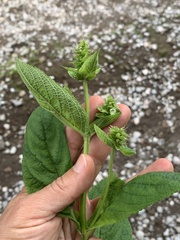 Lepechinia caulescens