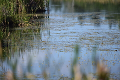 Utricularia macrorhiza image