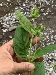 Lepechinia caulescens