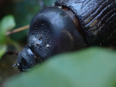 Cheiroplatys latipes