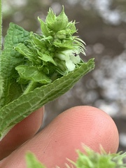 Lepechinia caulescens