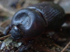 Cheiroplatys latipes