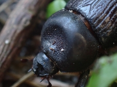 Cheiroplatys latipes