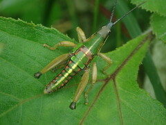 Sphenarium