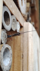 Dolichomitus imperator