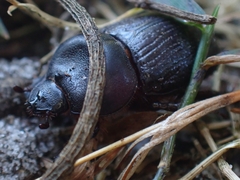 Cheiroplatys latipes