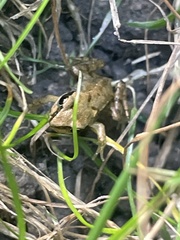 Rana temporaria