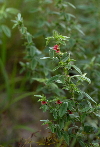 Indigofera kuntzei image