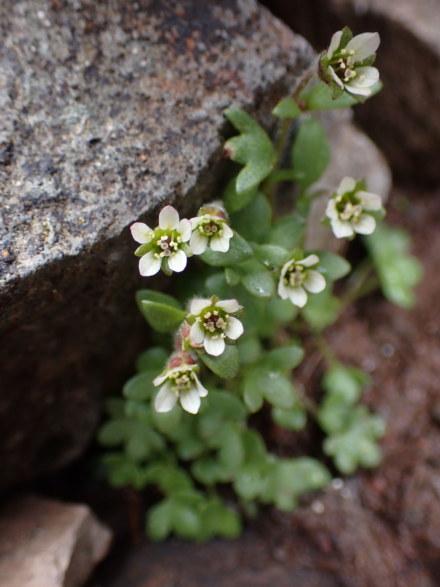 Saxifraga hyperborea