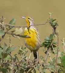 Macronyx aurantiigula