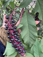 Phytolacca americana americana