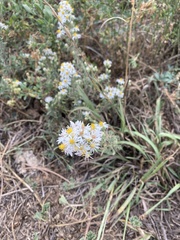 Symphyotrichum falcatum