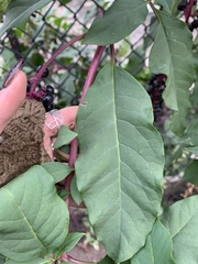Phytolacca americana americana