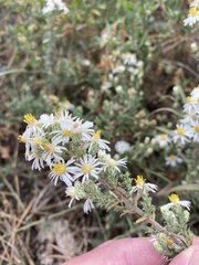 Symphyotrichum falcatum