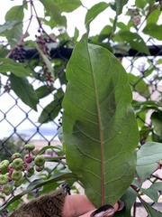 Phytolacca americana americana