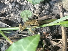 Rana temporaria