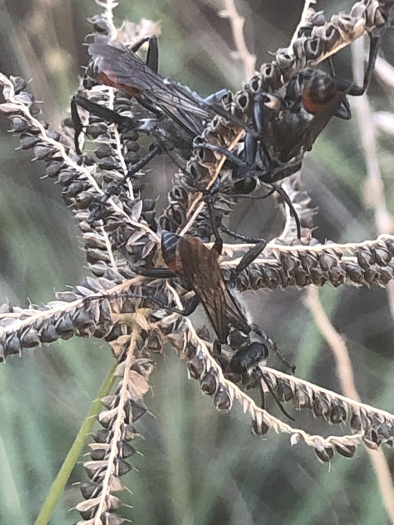 Prionyx canadensis