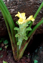 Curcuma