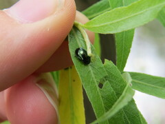 Plagiodera versicolora