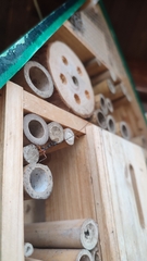 Dolichomitus imperator