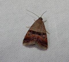 Ozarba megaplaga