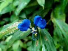 Commelina forskaolii