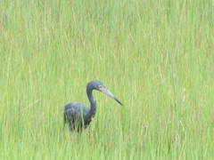 Egretta caerulea × tricolor