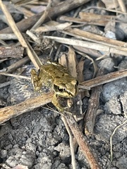 Rana temporaria