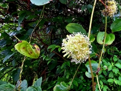 Smilax ovalifolia