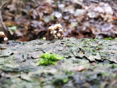 Marasmius