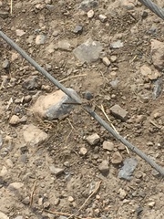 Selysiothemis nigra