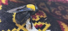 Xylocopa pubescens