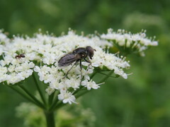 Eristalinus