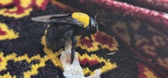 Xylocopa pubescens