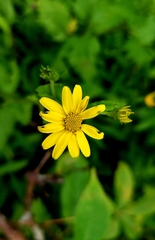 Senecio