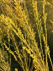 Solidago mexicana