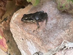 Rana temporaria