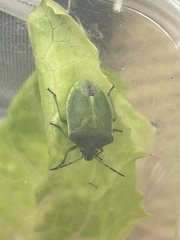 Thyanta custator accerra