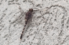 Bradinopyga geminata